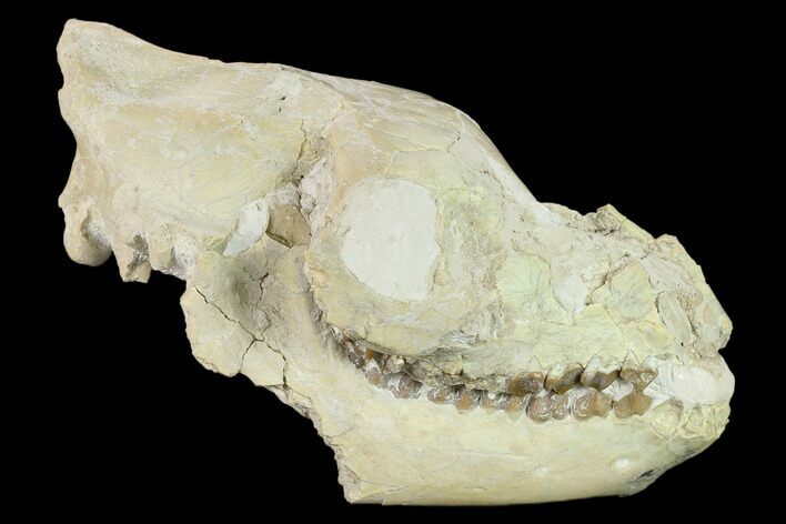 Fossil Oreodont (Merycoidodon) Skull - Wyoming #134356